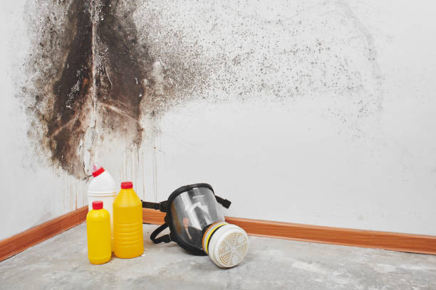 Best Attic Mold Removal  in Buenaventura Lakes, FL