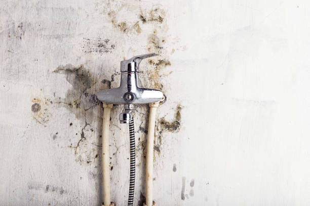 Best Office Mold Removal Services  in Buenaventura Lakes, FL