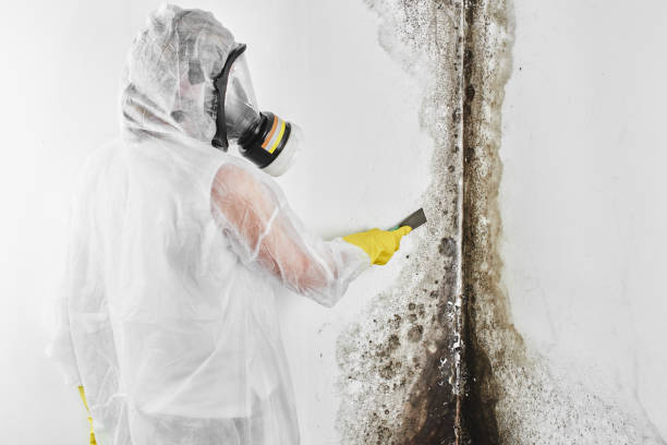 Mold Testing and Removal in Buenaventura Lakes, FL