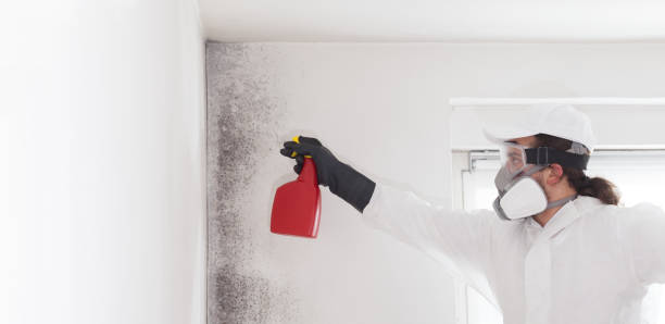 Best Toxic Mold Removal  in Buenaventura Lakes, FL